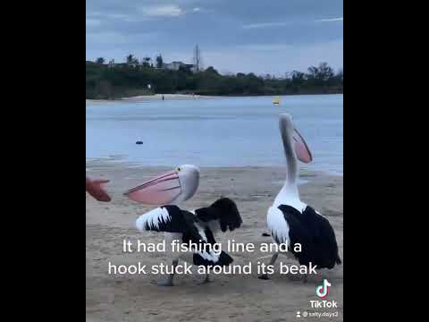 くちばしに釣り糸が巻かれていたペリカンを救出しました。さらに購読する