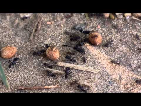 Vida de formiga  / Uma noite no terminal ! ( Por Magushi)