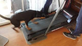 2014VEDA21 Hunter vs the treadmill