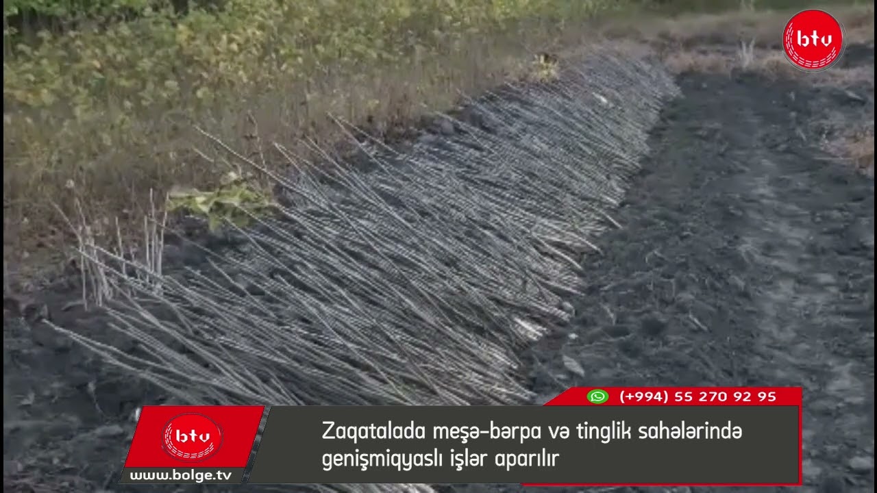 Zaqatalada meşə-bərpa və tinglik sahələrində genişmiqyaslı işlər aparılır