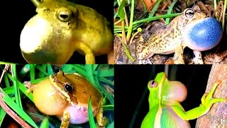 Download lagu nyaring sekali‼️suara katak2 kodok yg UNIK. mp3 Download lagu nyaring sekali‼️suara katak2 kodok yg UNIK. mp3