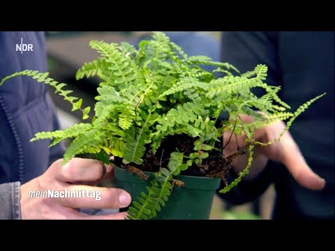 NDR Mein Nachmittag– Farne für drinnen und draußen (Live aus Hamburg-Volksdorf)