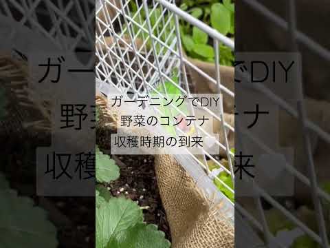 菜園コンテナを構築するにはどうすればよいですか?なぜコンテナでガーデニングをするのか？応援ビデオ  庭園