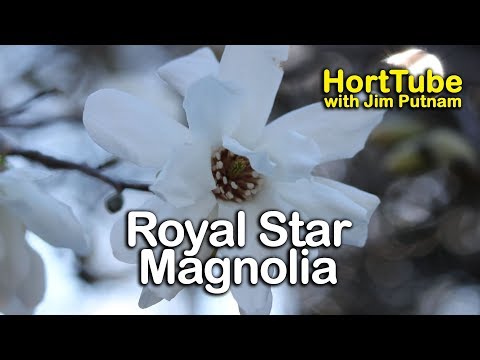 How to grow Royal Star Magnolia - Pure White Fragrant Spring Flowering Magnolia