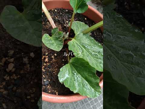 ルバーブの育て方