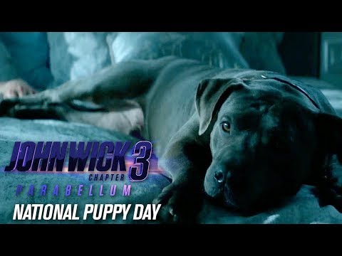 “Happy National Puppy Day”