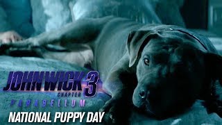 Video trailer för “Happy National Puppy Day”