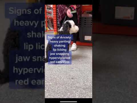 Dog Anxiety Signs