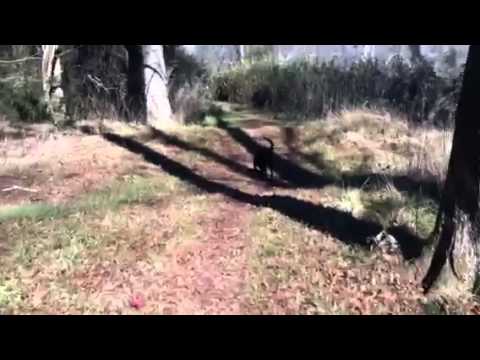 Day in the Life of Cat & Pup - December 13'