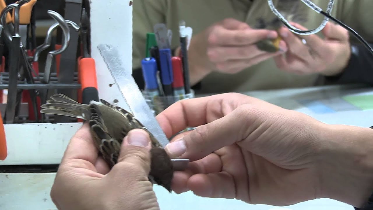 Close-up of a small bird being ringed by hand at Ottenby Bird Observatory, Öland. Photo: Zayera Khan.