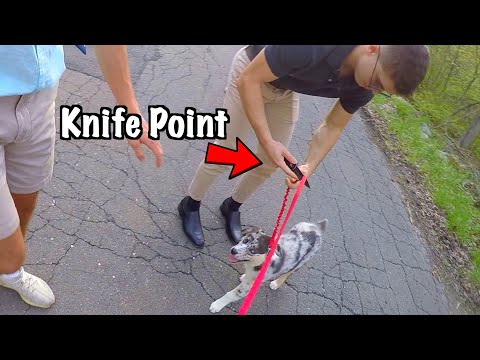 Thieves Steal My Puppy (Knife Point)
