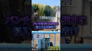 パンチ君のいる猿山に不法侵入する迷惑系配信者!? #ポケカメン