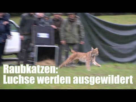 Europas Raubkatzen sollen wieder heimisch werden: Luchse werden freigelassen.
