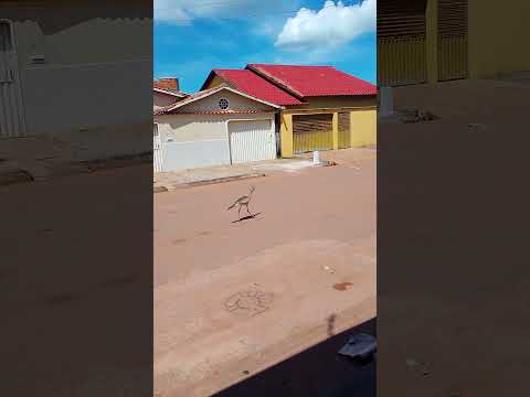 #animais uma visita no meu setor São Miguel do Araguaia GO