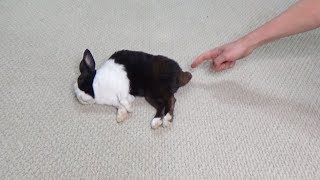 Sleeping rabbit poops when you touch his tail