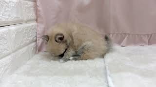 ハーフ犬の動画01