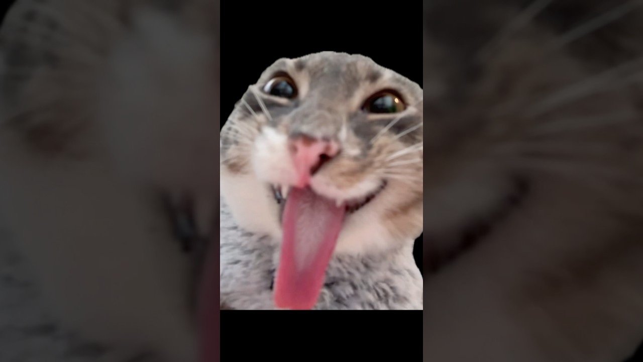 freaky billy 😳 #catshorts #blep #cat #funnyshorts #cute