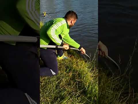 Maconka,Rekord tó 2.