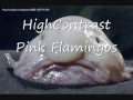 High contrast Pink flamingos
