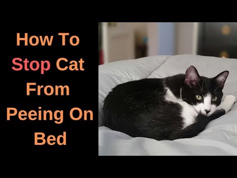 How To Stop Cat From Peeing On Bed - Tips and Tricks!