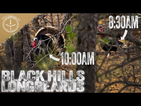 PURE MERRIAM'S TURKEY HUNTING | KILLING GOBBLERS in the POPULAR PLACES | PUBLIC GROUND at it's BEST