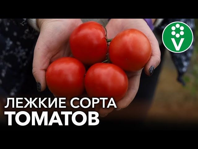 САМЫЕ ДОЛГОХРАНЯЩИЕСЯ ТОМАТЫ! 2 сорта томатов, которые долежат до весны