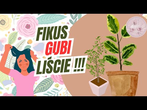 Fikus gubi liście - co zrobić