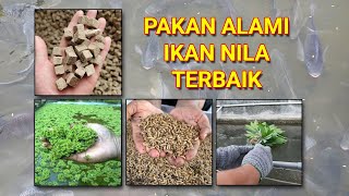 Download lagu PAKAN ALAMI IKAN NILA AGAR CEPAT TUMBUH BESAR mp3