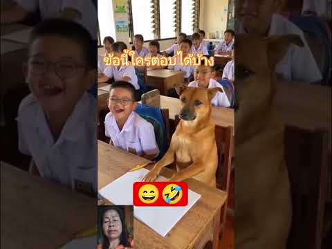 #สุนัขแสนรู้ #สัตว์เลี้ยง #สุนัขน่ารัก #funny