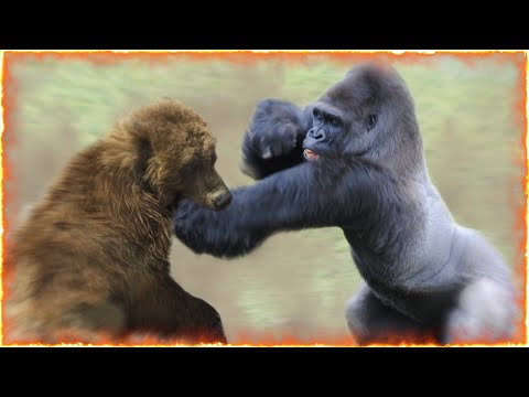 Gorilla VS Grizzly Bear