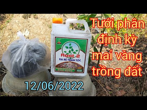 12/6/2022 chia sẽ tưới phân định kỳ mai vàng trồng đất giúp cây phát triển tốt 0706645935 ngói