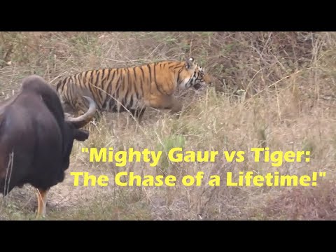 "Mighty Gaur vs Tiger: The Chase of a Lifetime!"  #IntoTheWILD