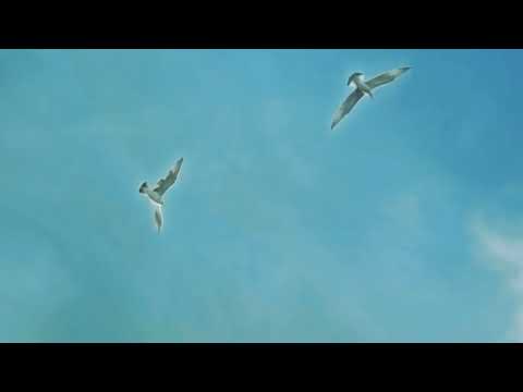 Richard Manta - "Dream Trippin"