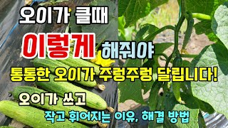 오이가 달리기 시작할때 이렇게하면 오이 많이 수확할 수 있습니다 오이가 작고 휘어지고 쓴이유 해결방법 #오이…