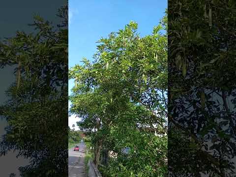 rio de Aratuipe, Bahia