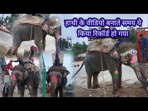 Top Ten Baby Elephants At Play - Elephantnewsmoral 🦣 | trending viral video editing