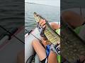 Video Thumbnail for see ya later, little pike  #northernpike #catchandrelease #fishing #shorts