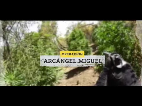 Reportaje | Operación "Arcángel Miguel": Grandes plantaciones de marihuana en quebradas