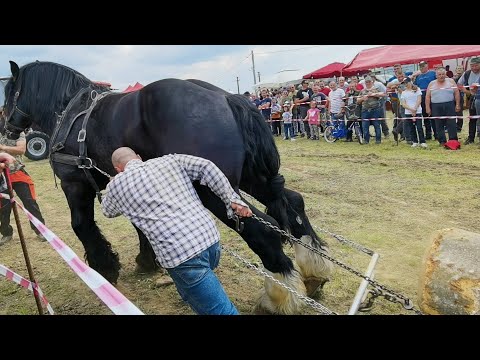 Cai probe de tracțiune cu armăsarul Bajnok Silviu Comanelea de la Râșnov-Brașov