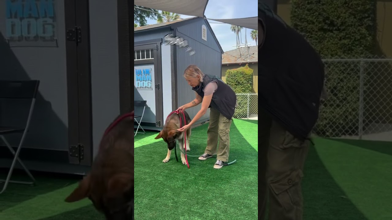 Enlarge Rocky, a Adoptable German Shepherd Dog in Burbank, CA video 6/6