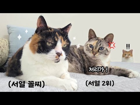 얼굴은 두목냥 실상은 서열꼴찌인 나비의 달라진 행동에 놀란 동생들