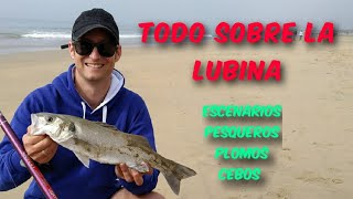 Trucos Pesca Lubina Spinning