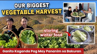 Download lagu Filipina in Rural China | Our Mega Vegetable Harvest Fresh From Our Backyard, Ganito Karaming Gulay mp3