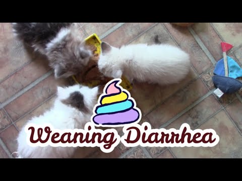 Weaning Diarrhea In Kittens|| How To Treat It! 💩