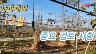 [사과재배] 12월 검토할 일. 농업.농업기술