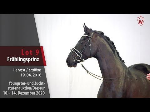 Youngster- und Zuchtstutenauktion/Dressur Lot 9 Frühlingsprinz Hengst v. Floris Prince - Don Index