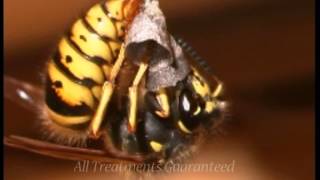 preview picture of video 'Wasp Nest Removal Dorking'