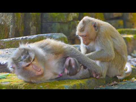 Sister Rainbow helps grooming Libby and newborn bro Levy | Libby pay attention on her too