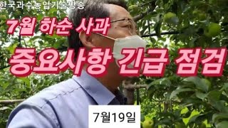 7월 하순 사과 긴급점검.석회보르도.네오보르도.갈반병 발생.일소피해.숨어 우는 바람소리