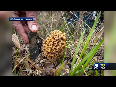 CDC issues warning for morel mushroom seekers amid foraging season